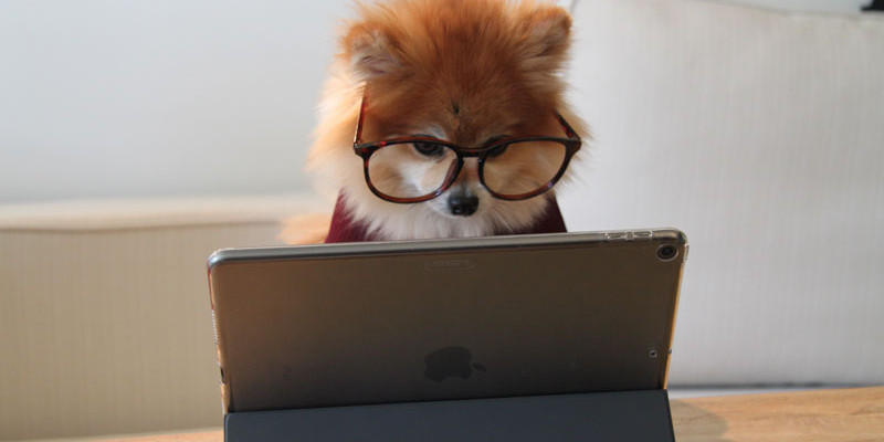 cookie the pom gySMaocSdqs unsplash